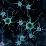 What is neuroplasticity and how does it affect middle aged people?