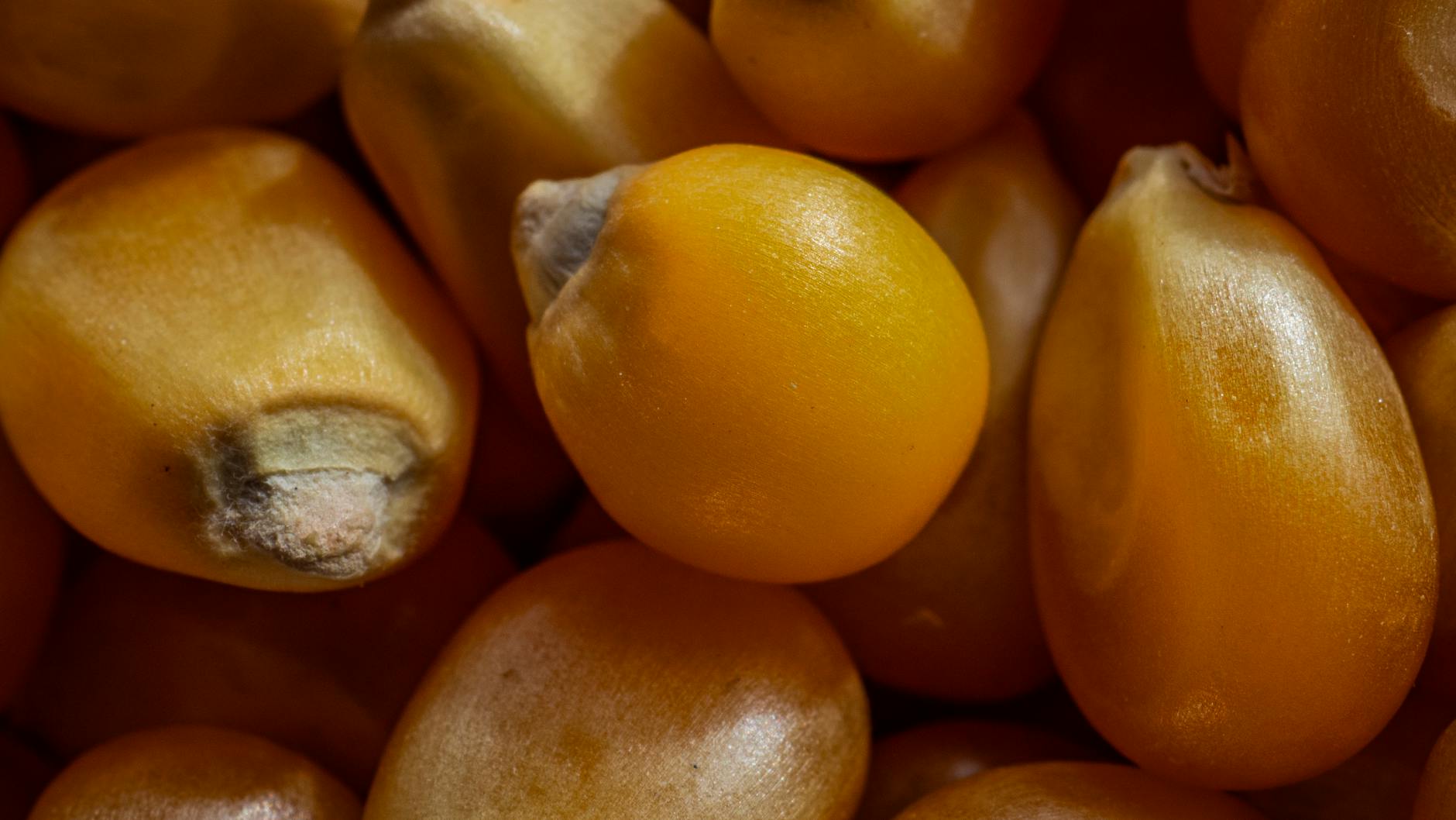 Which Foods Are Scientifically Proven to Support Brain Health and Memory?